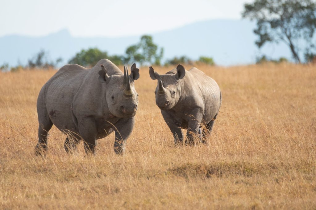 klipkraal-hiking-trail-rhino-1024x683.jpg