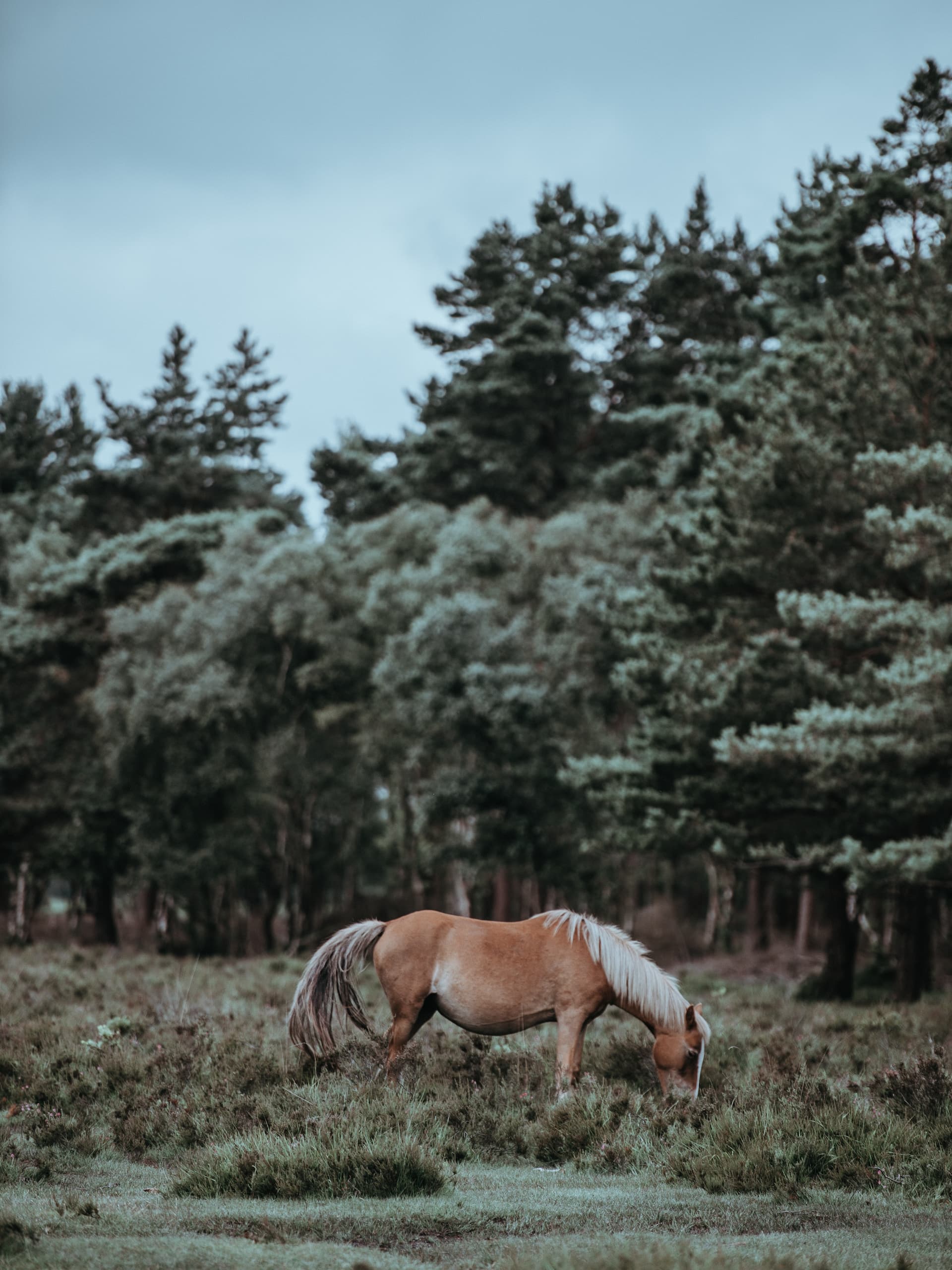knysna-forest-horse-riding-1.jpg