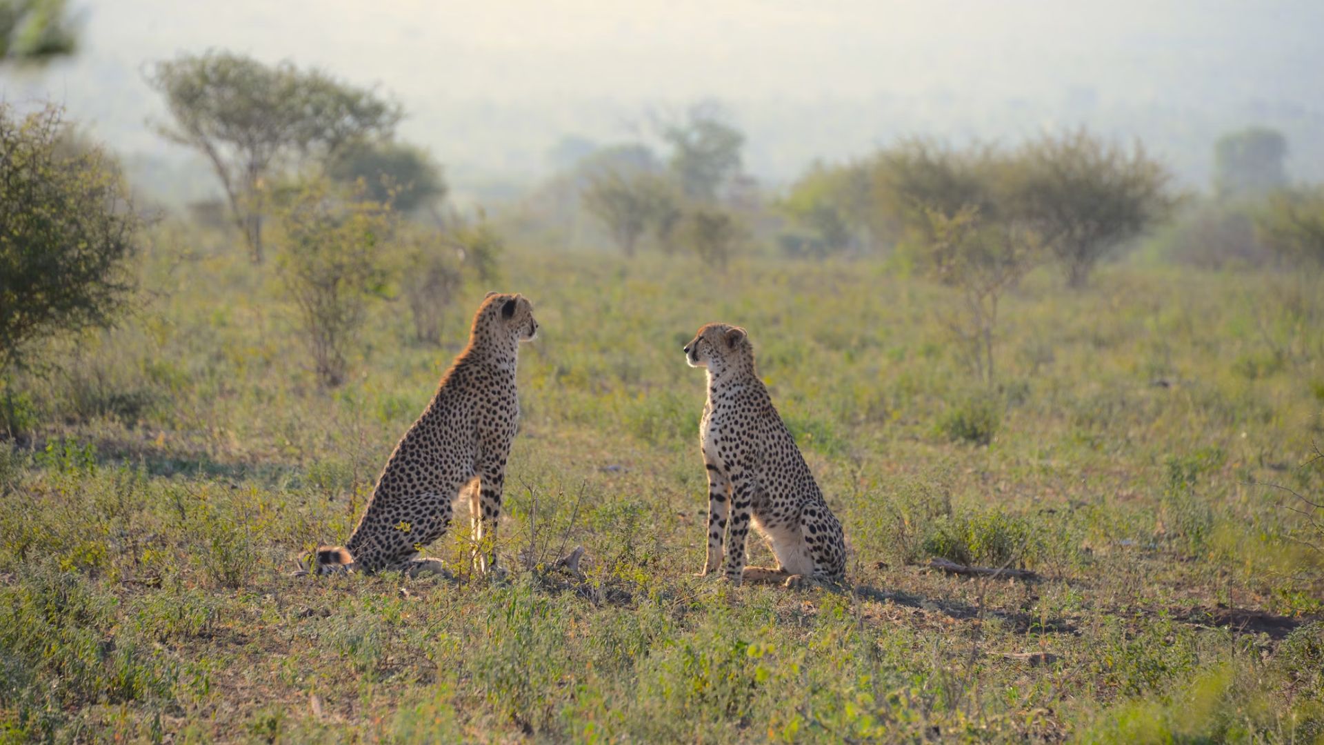 kruger-national-park-2.jpg