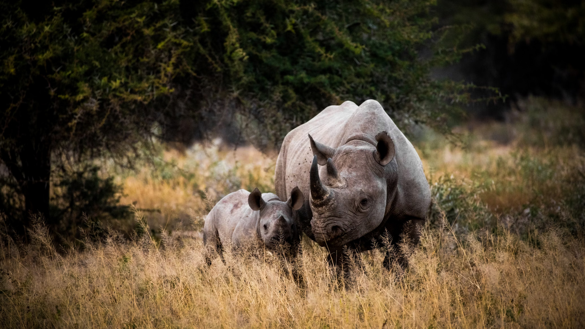 kruger-national-park-4.jpg