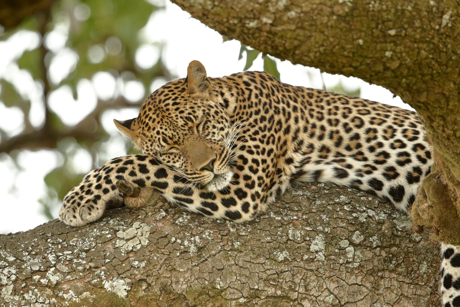 kruger-national-park-on-a-budget-affordable-safari-tips-2