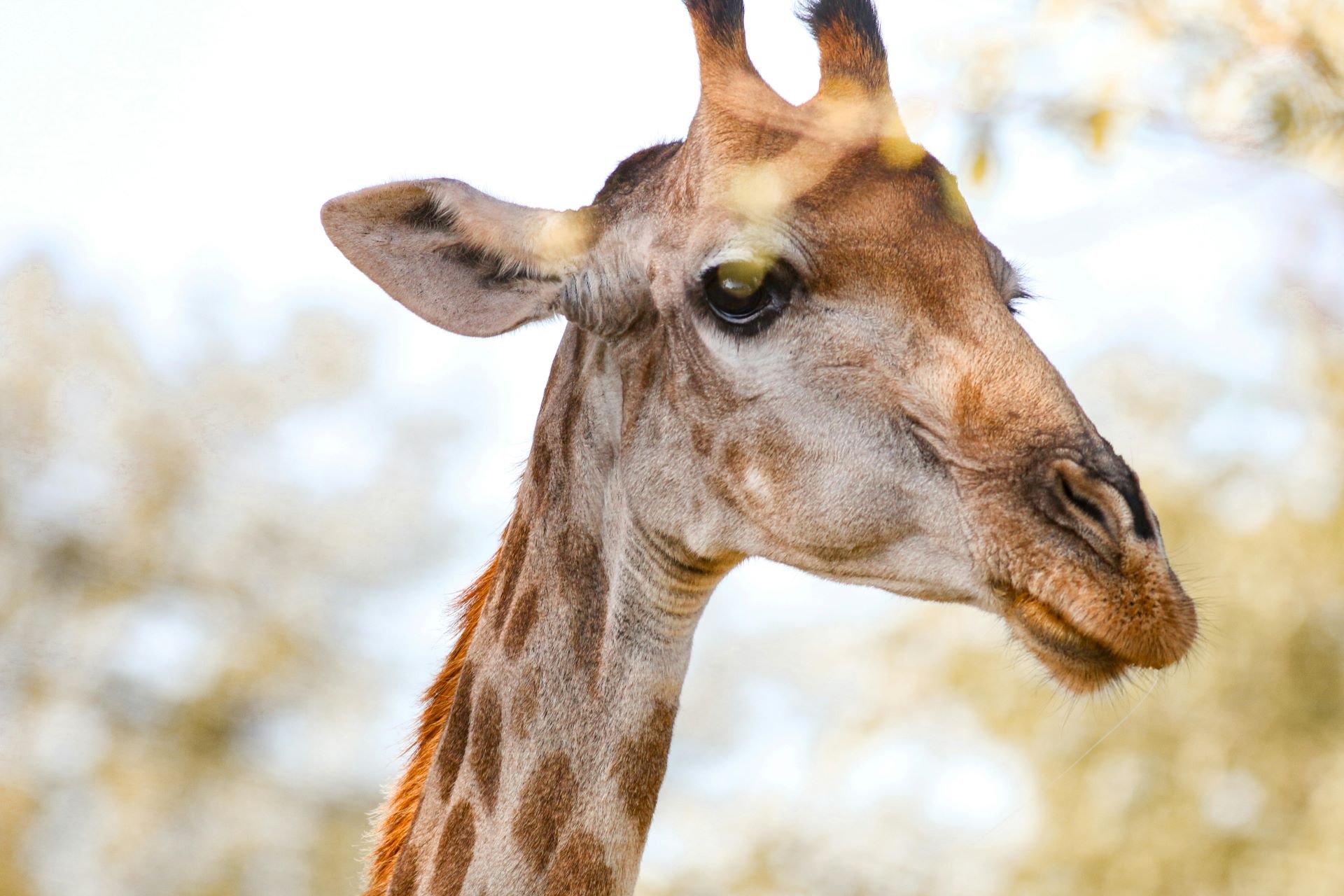 kruger-national-park-on-a-budget-affordable-safari-tips