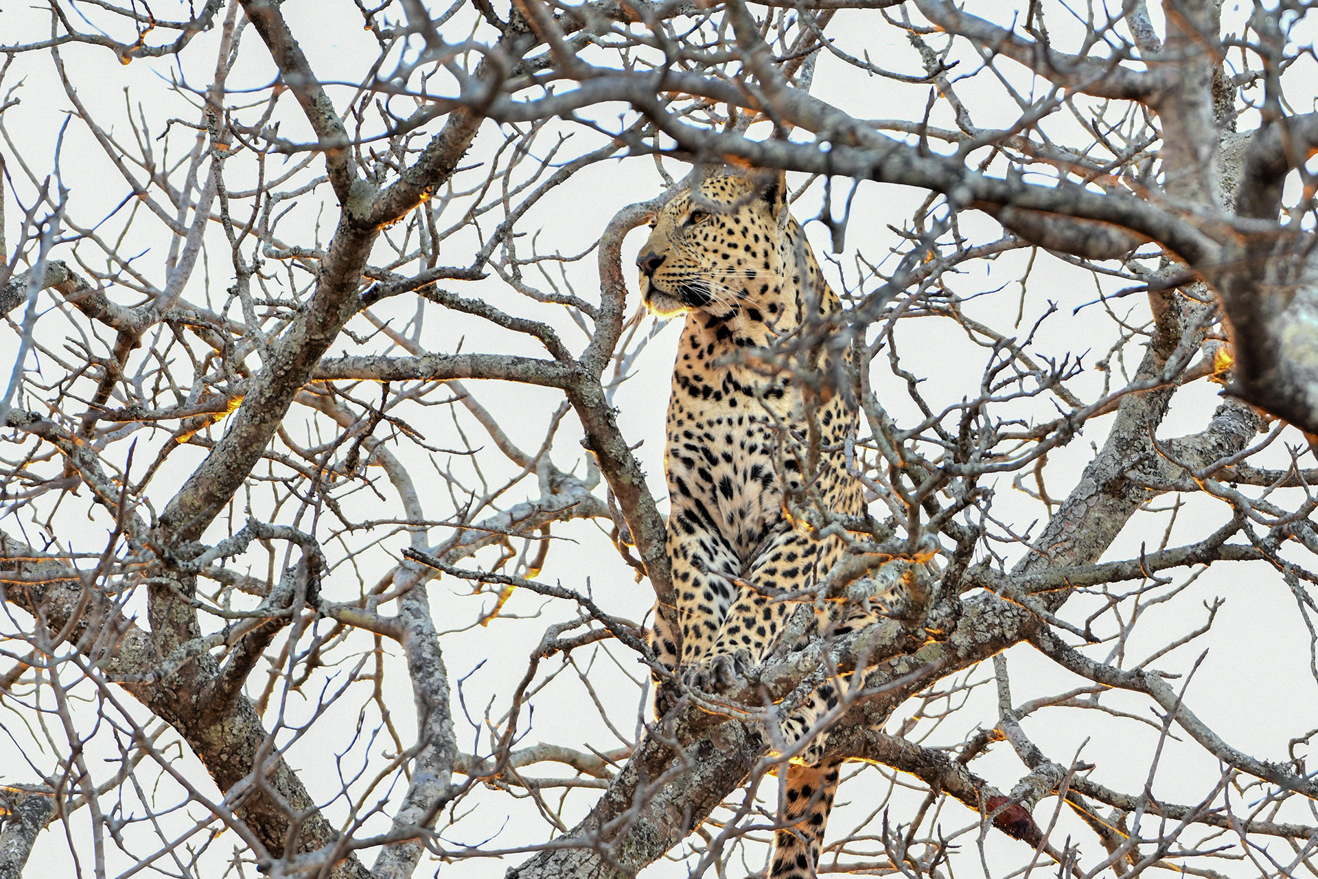 kruger-national-park-south-africa.jpg