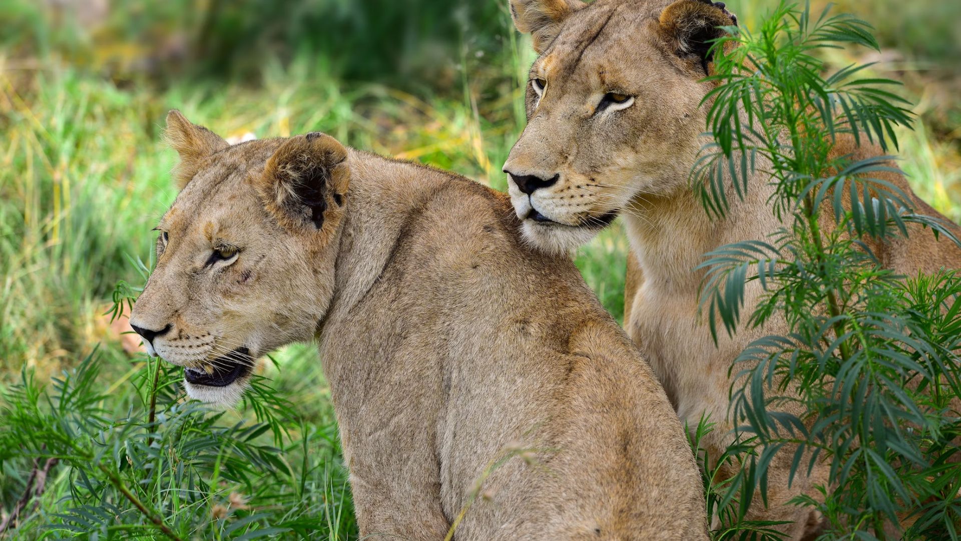 lion-and-safari-park.jpg