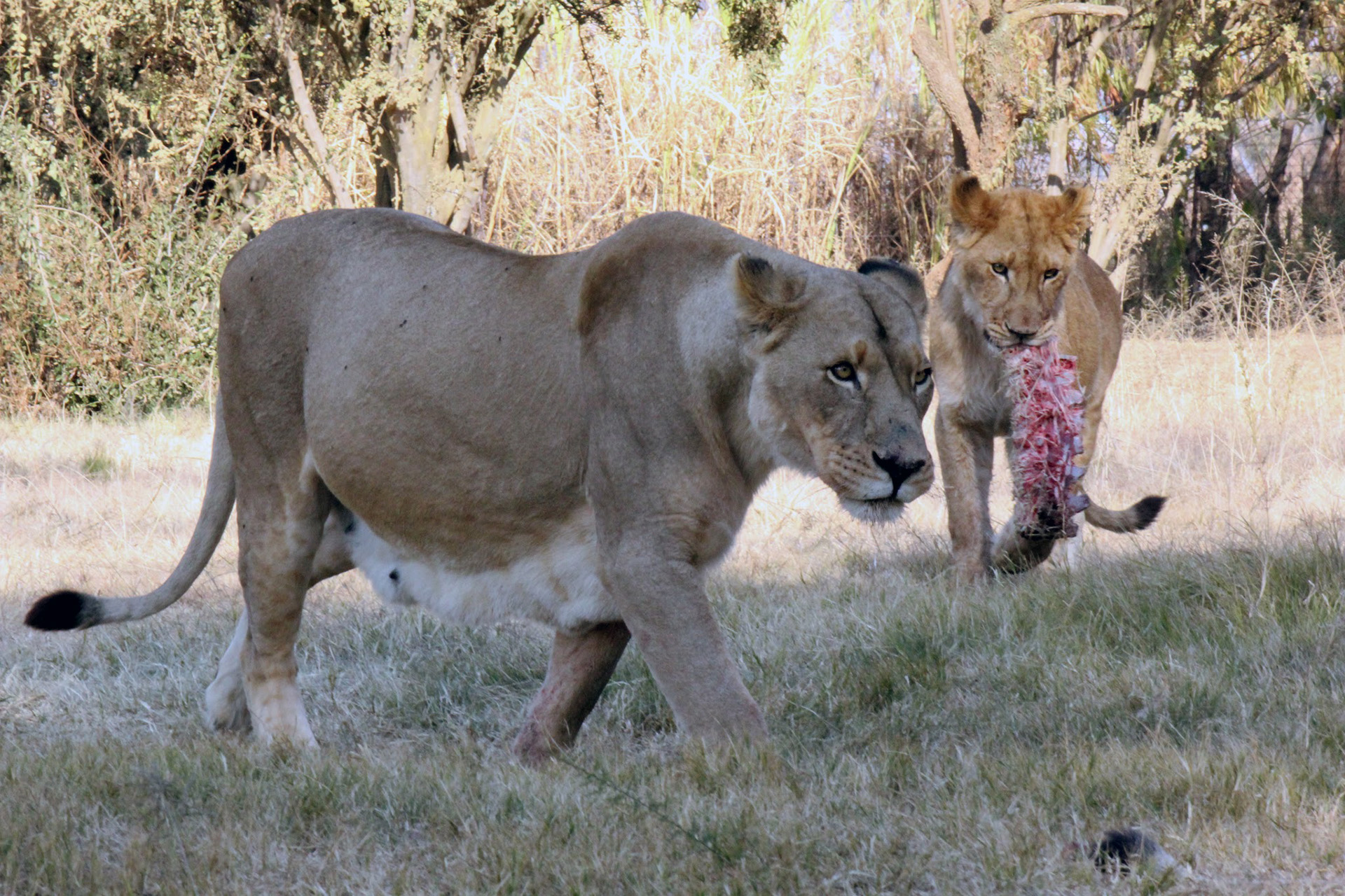 lions-at-the-madikwe-game-reserve-1.jpg