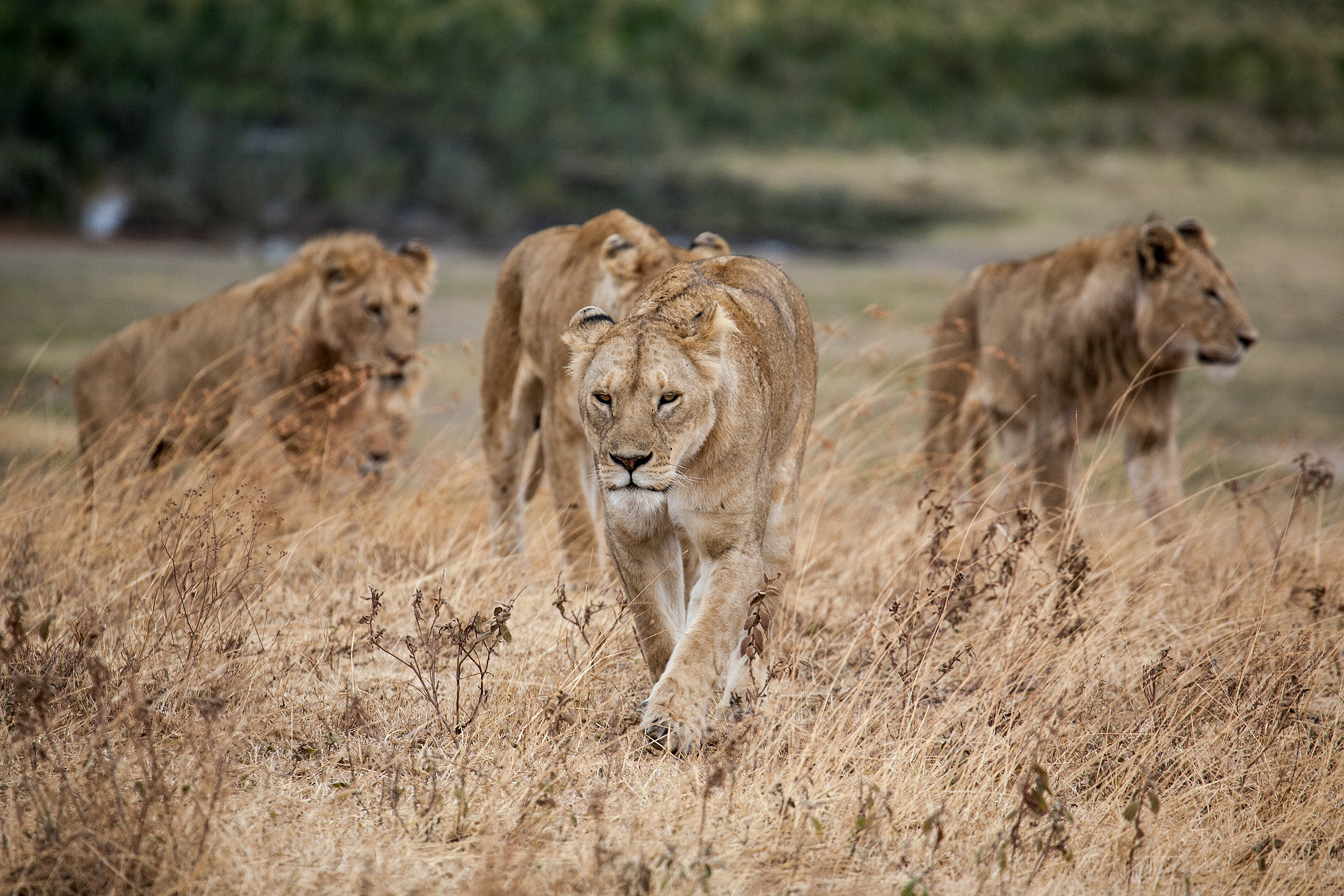 lions-in-the-kruger-national-park.jpg