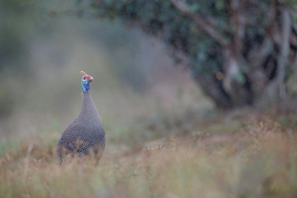 lower-guinea-fowl-hiking-trail-1-1024x683.jpg
