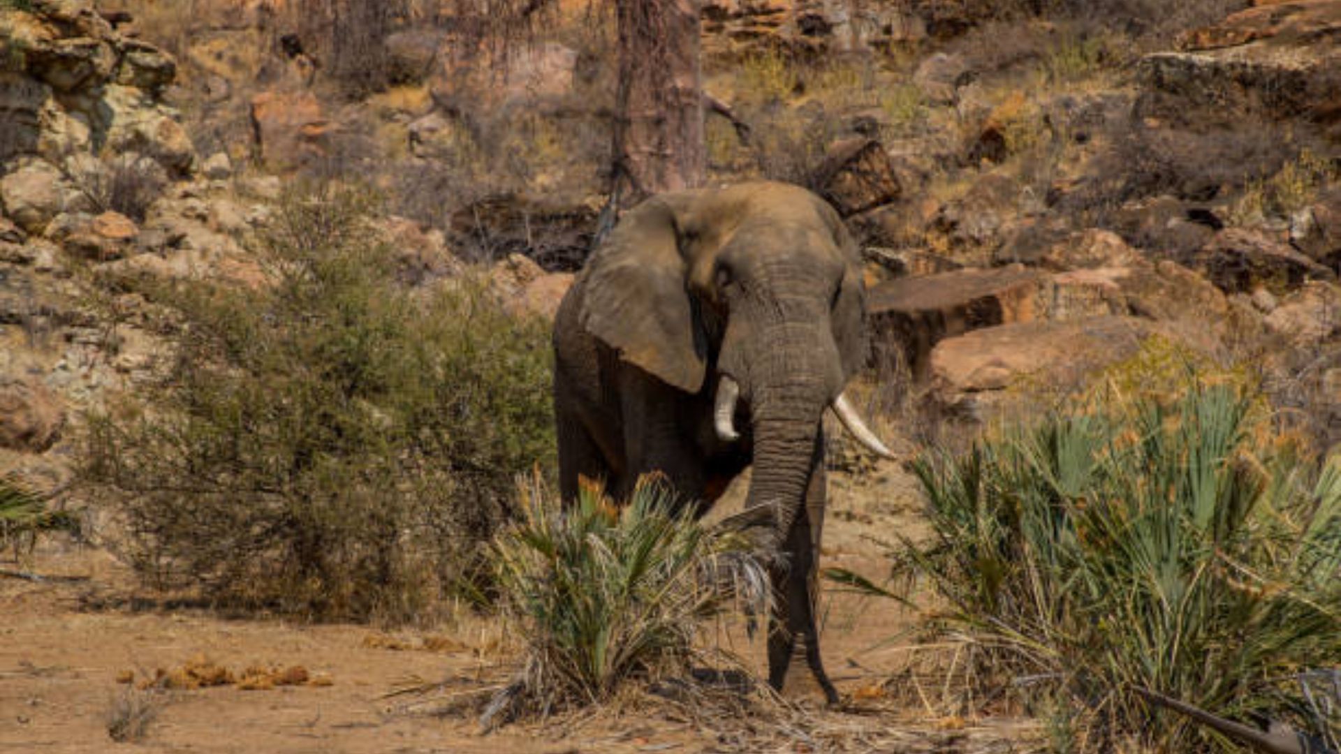 mapungubwe-national-park-elephant.jpg