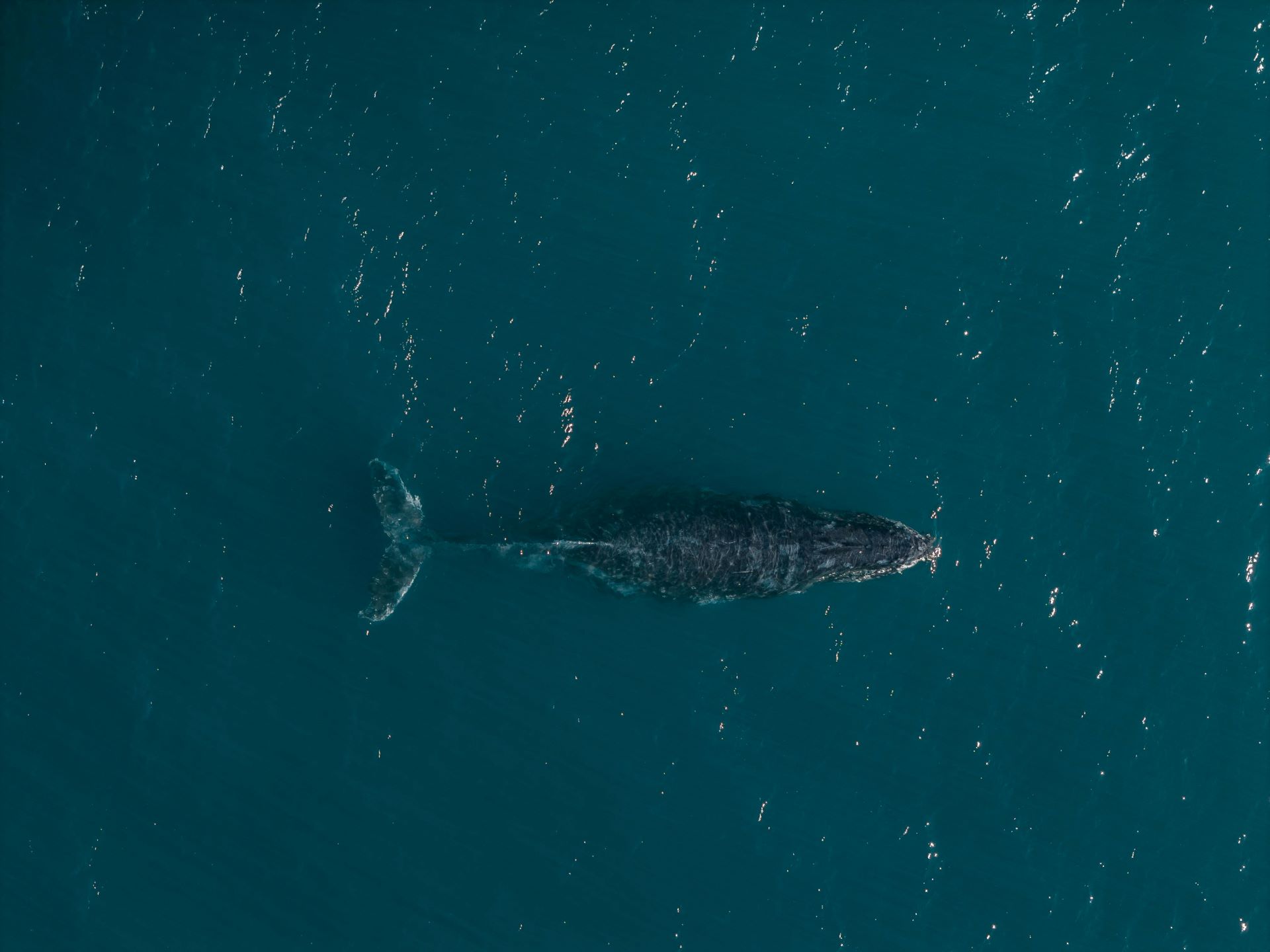 marine-conservation-tourism-south-africas-call-of-the-ocean.jpg