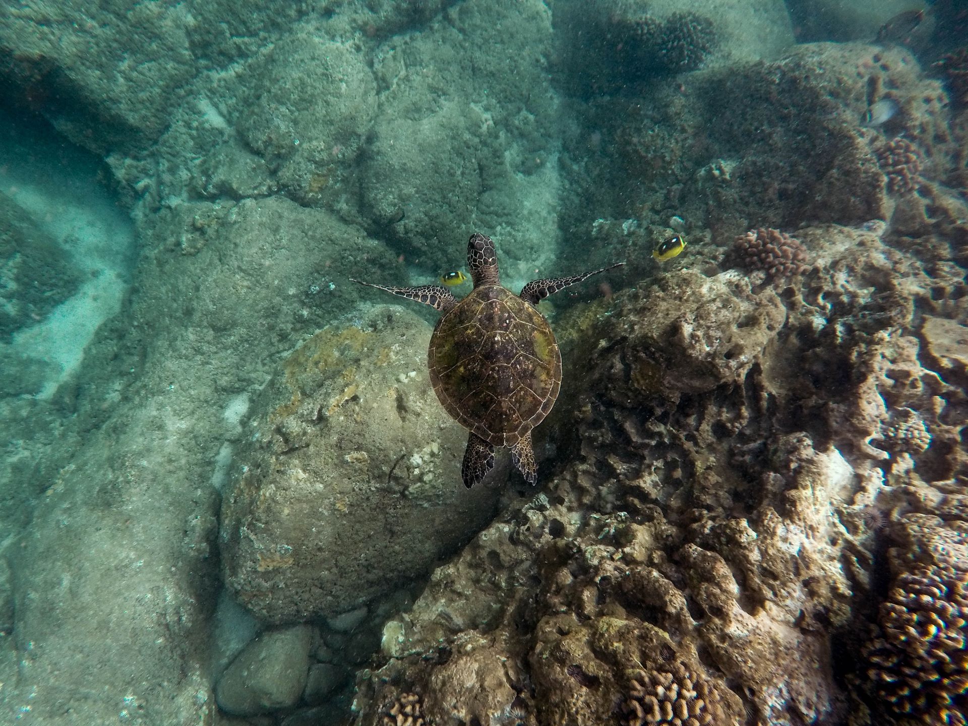 marine-protected-areas-and-tourism-in-south-africa