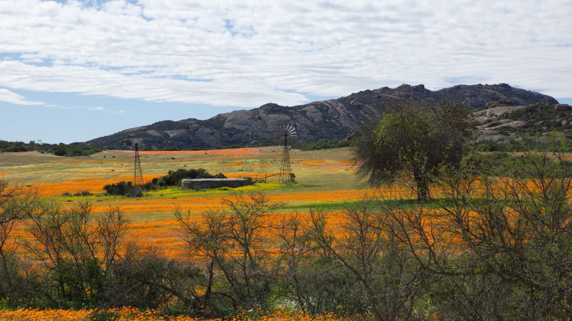 namaqualand.jpg