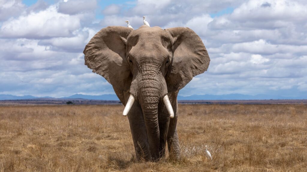 napi-wilderness-trail-elephant-1024x576.jpg