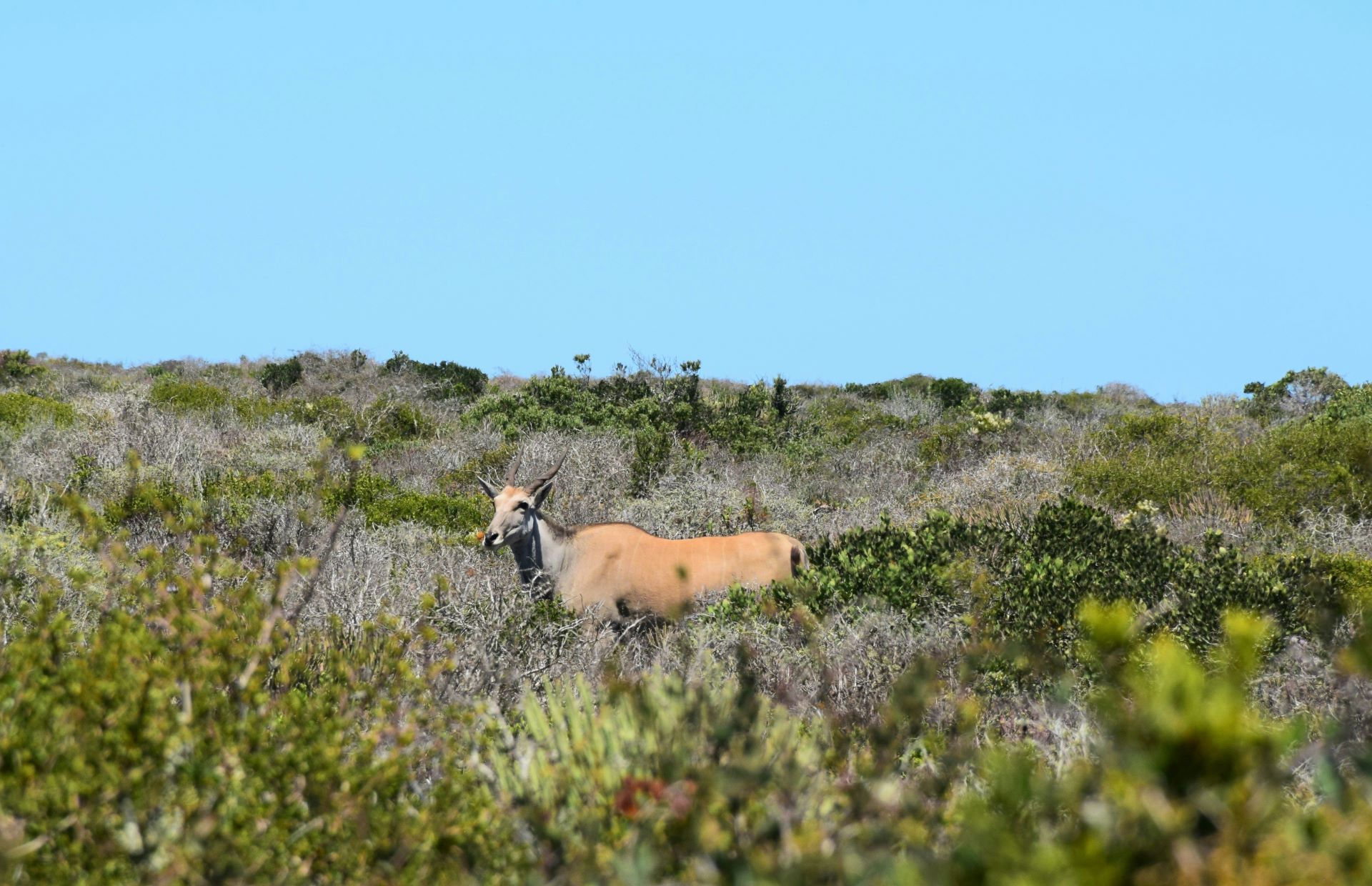 national-parks-as-living-classrooms-in-south-africa-1