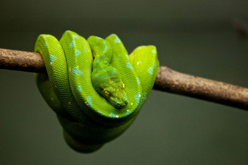 ndlondlo-reptile-park-1-1024x683.jpg
