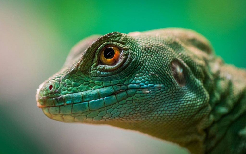 ndlondlo-reptile-park-1024x639.jpg