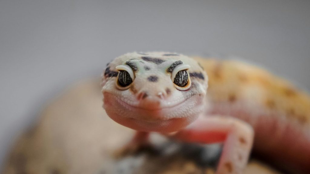ndlondlo-reptile-park-2-1024x576.jpg