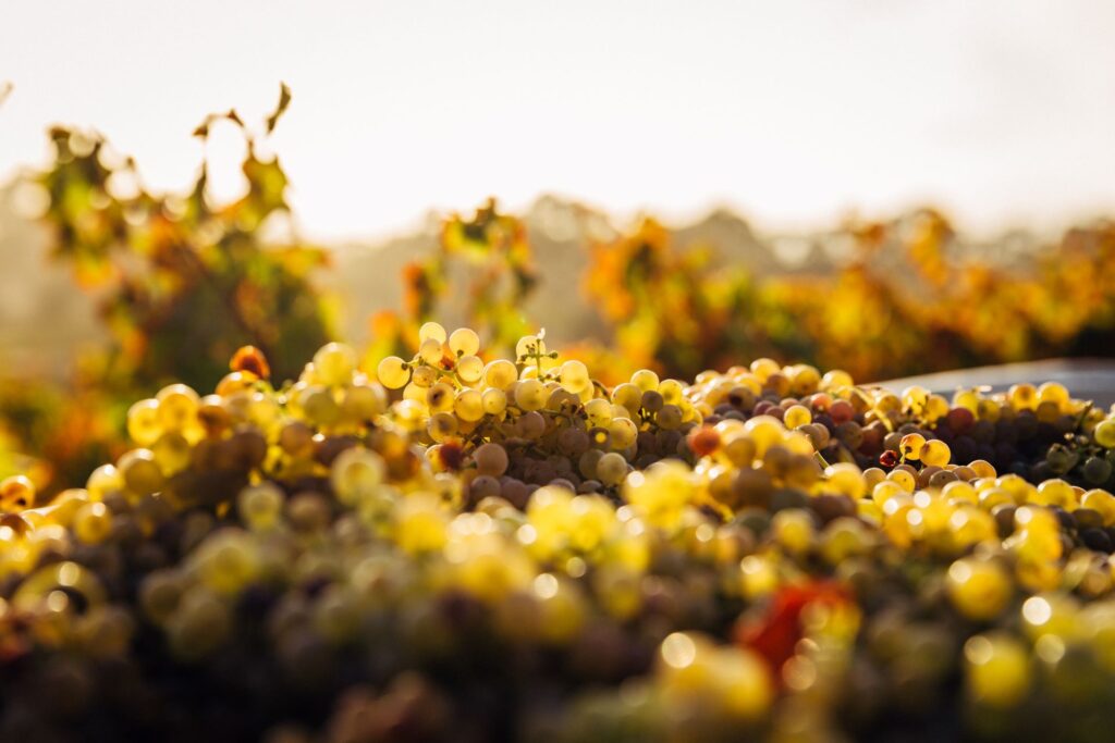 newstead-lund-family-vineyards-1024x683.jpg