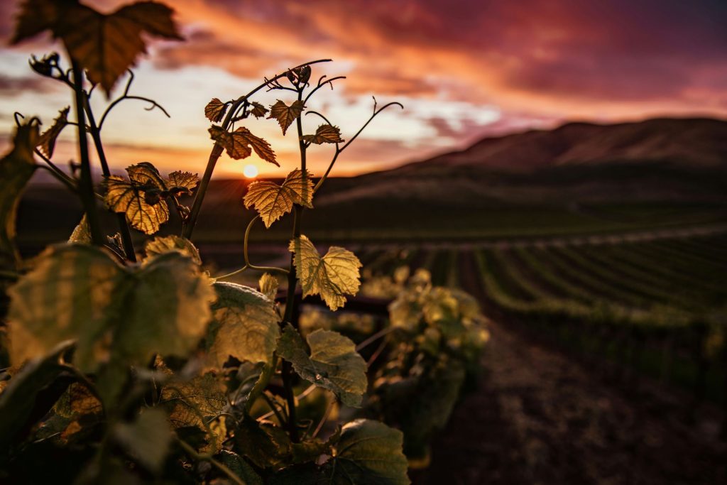 piekenierskloof-winery-1-1024x683.jpg