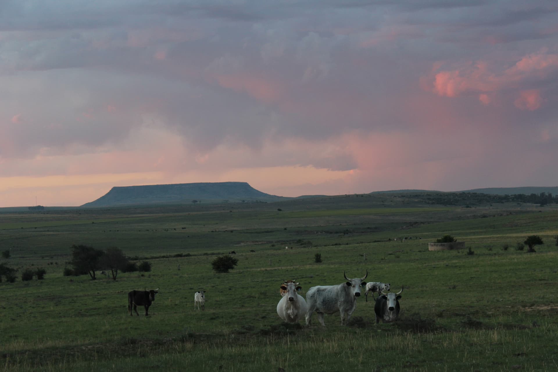 platberg-mountain-reserve-farm.jpg