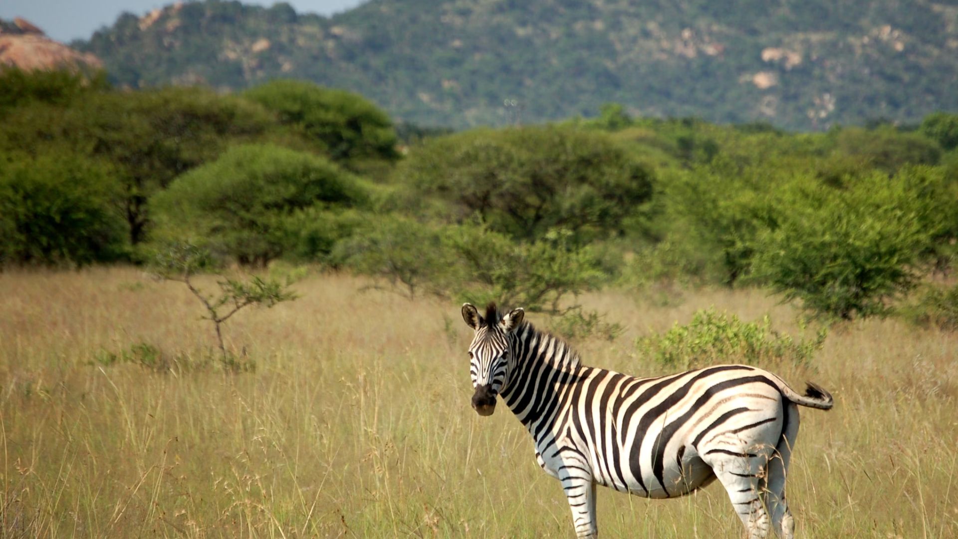 polokwane-game-reserve.jpg