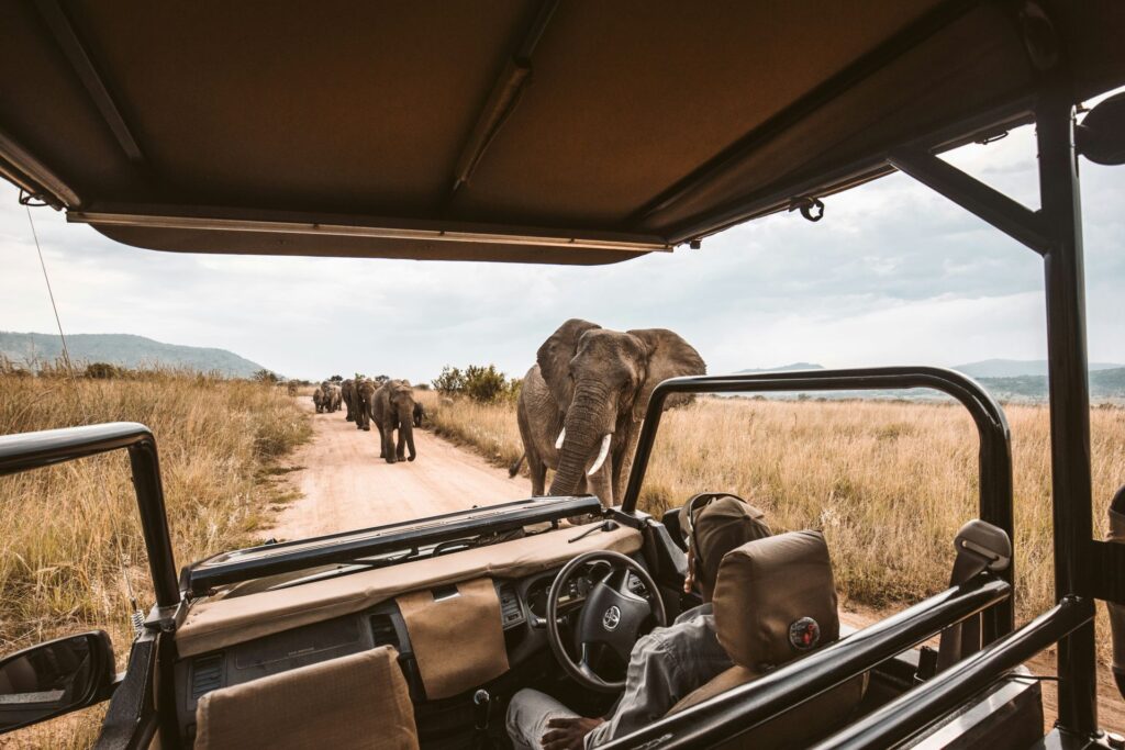 private-safari-experiences-the-ultimate-tailored-wildlife-adventure-1024x683.jpg