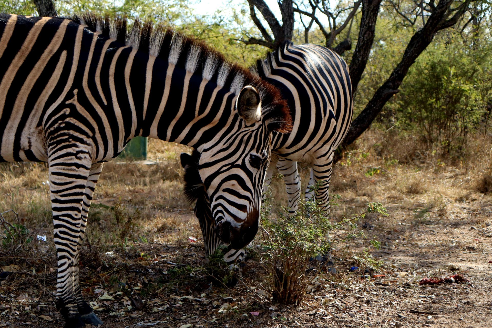 protecting-south-africas-wildlife-through-responsible-tourism-2