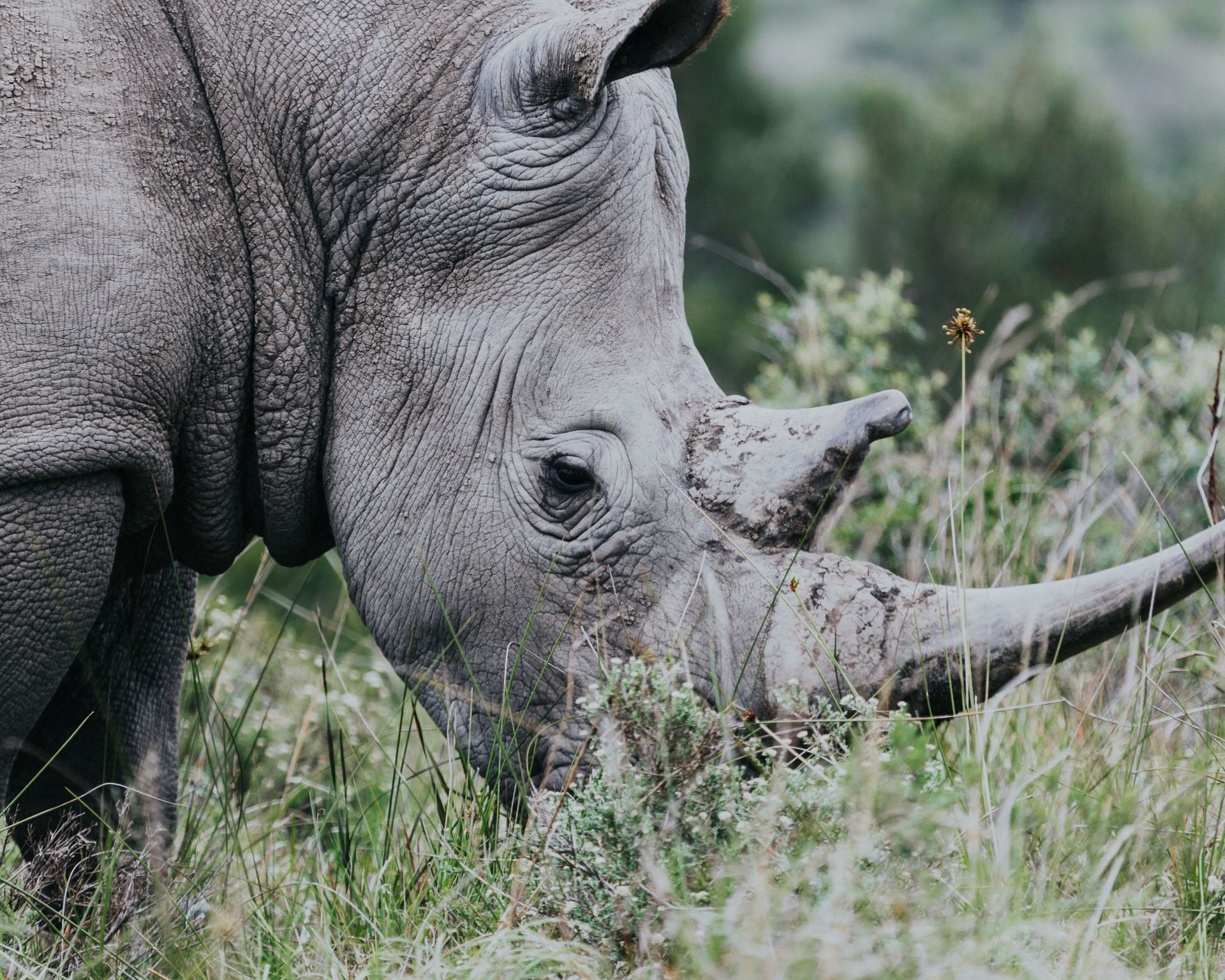 protecting-south-africas-wildlife-through-responsible-tourism