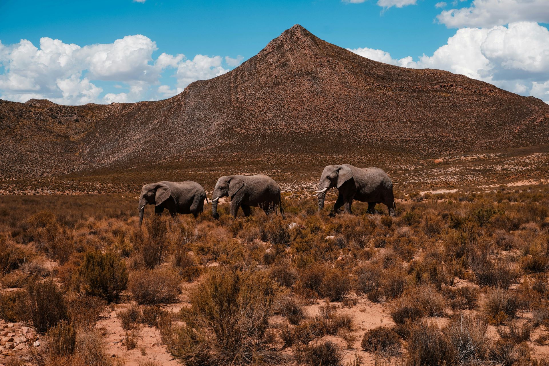 protecting-the-wild-volunteer-tourism-opportunities-across-south-africa.jpg