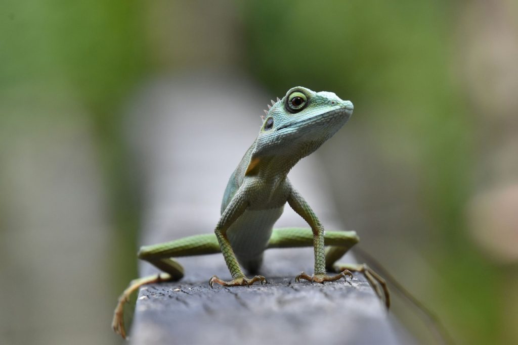 pure-venom-reptile-park-1-1024x683.jpg