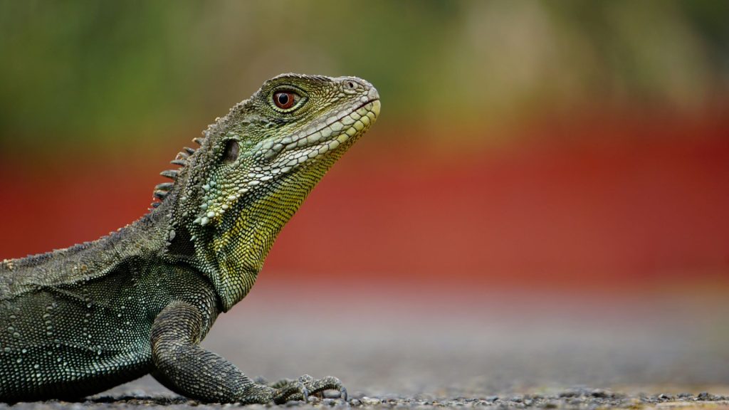 pure-venom-reptile-park-2-1024x576.jpg
