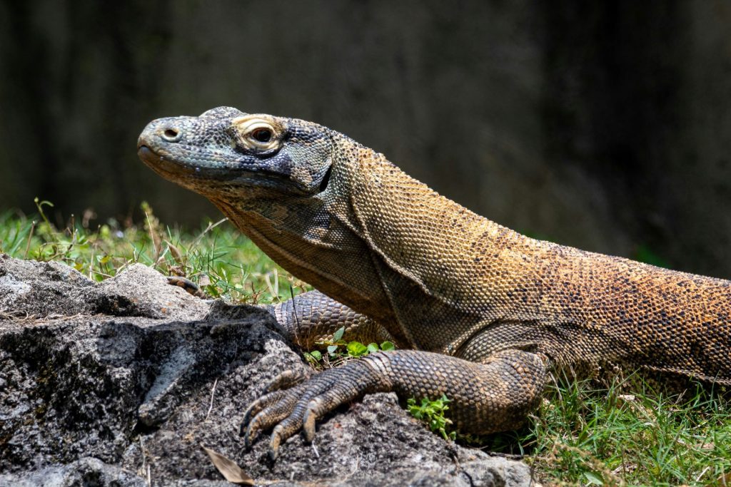 pure-venom-reptile-park-4-1024x683.jpg