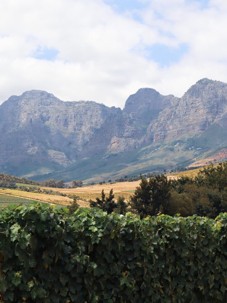renosterveld-reserve-768x1024.jpg