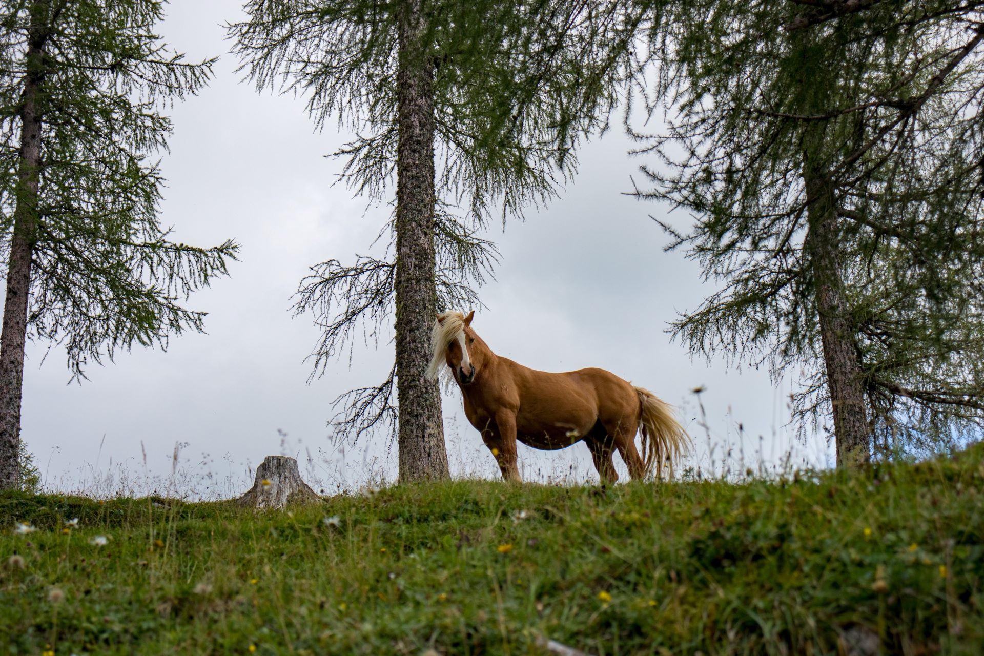 running-with-wild-horses-1.jpg