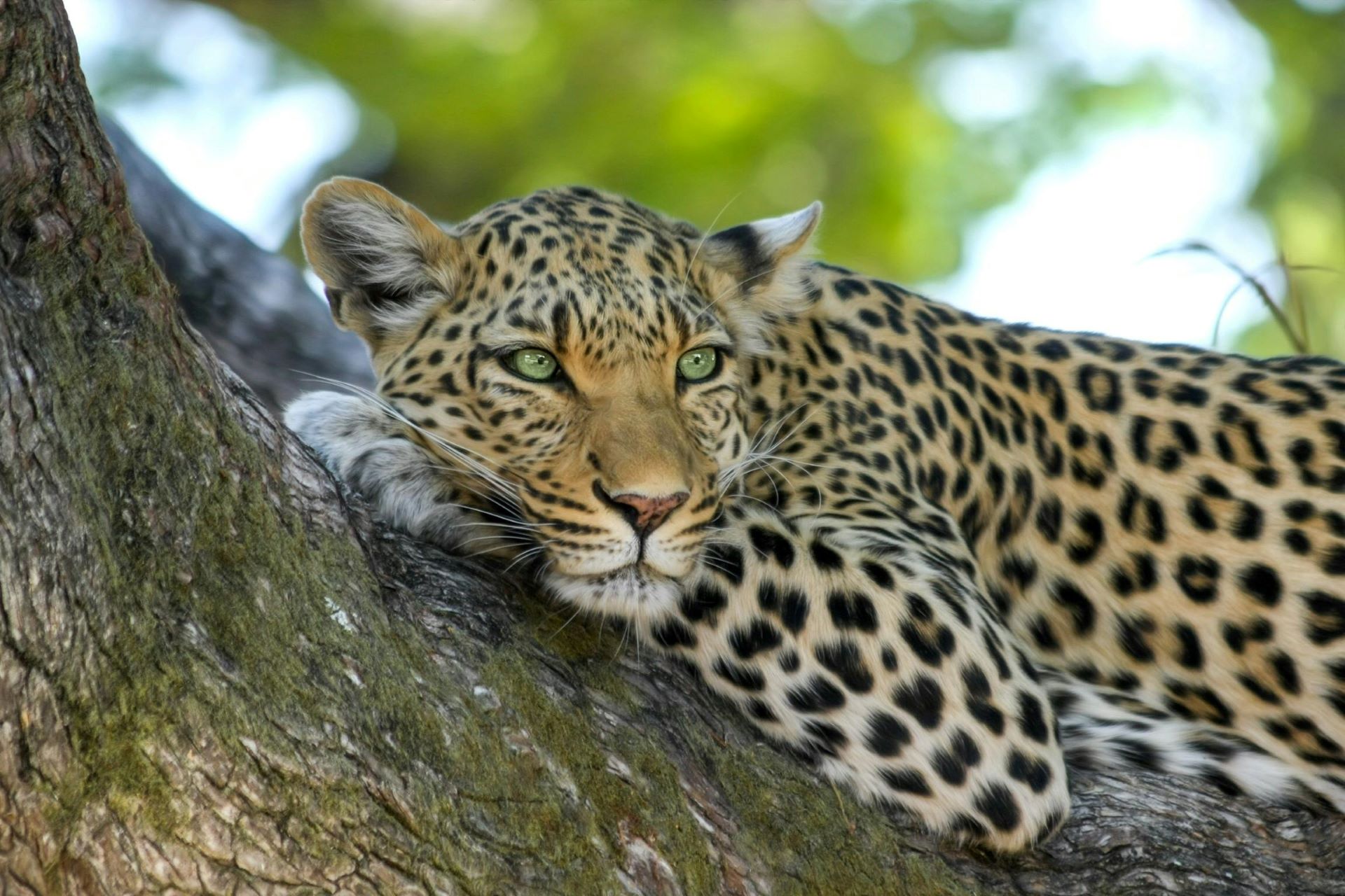 safari-secrets-discover-south-africas-hidden-game-reserves-1