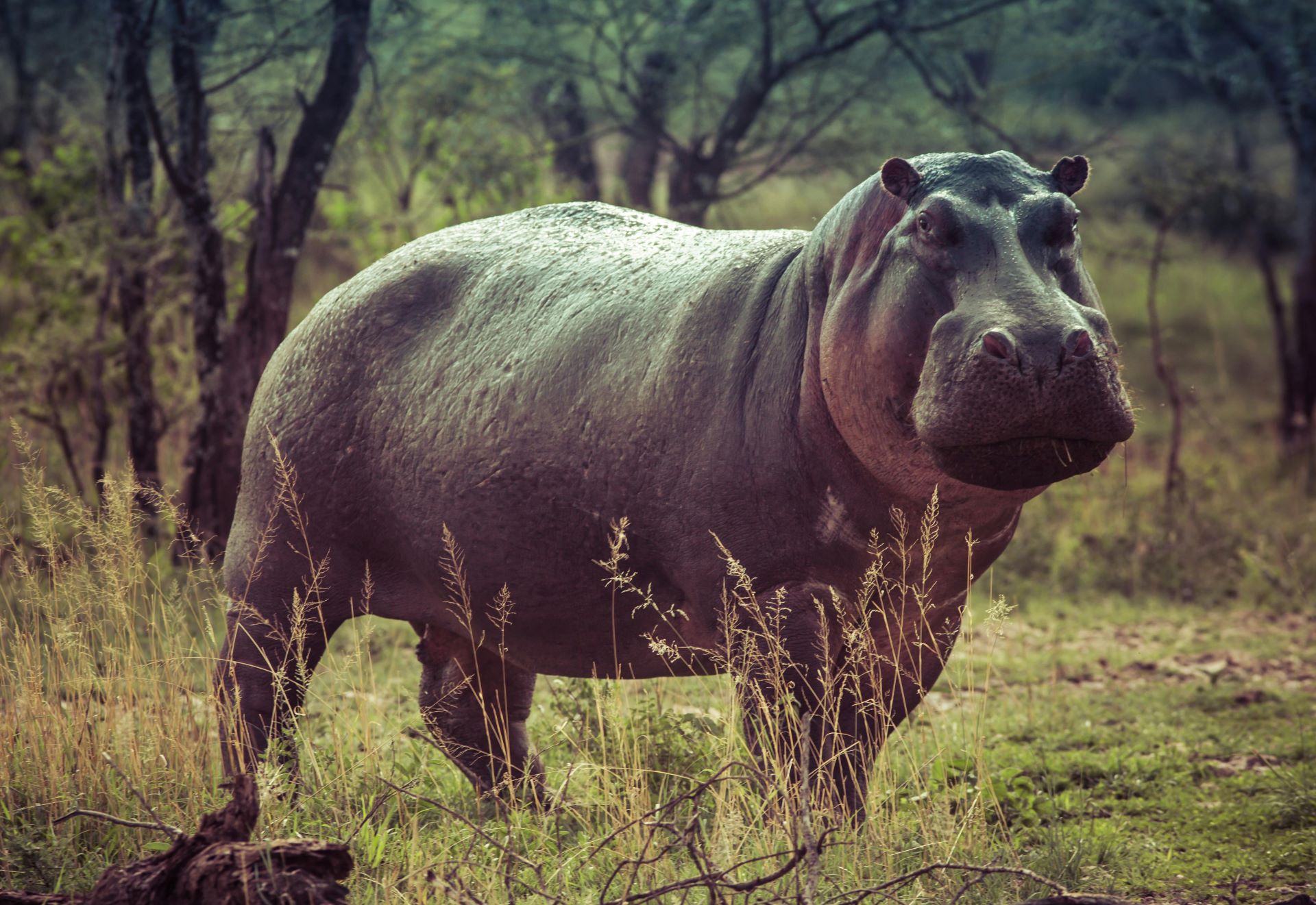 safari-secrets-discover-south-africas-hidden-game-reserves-2