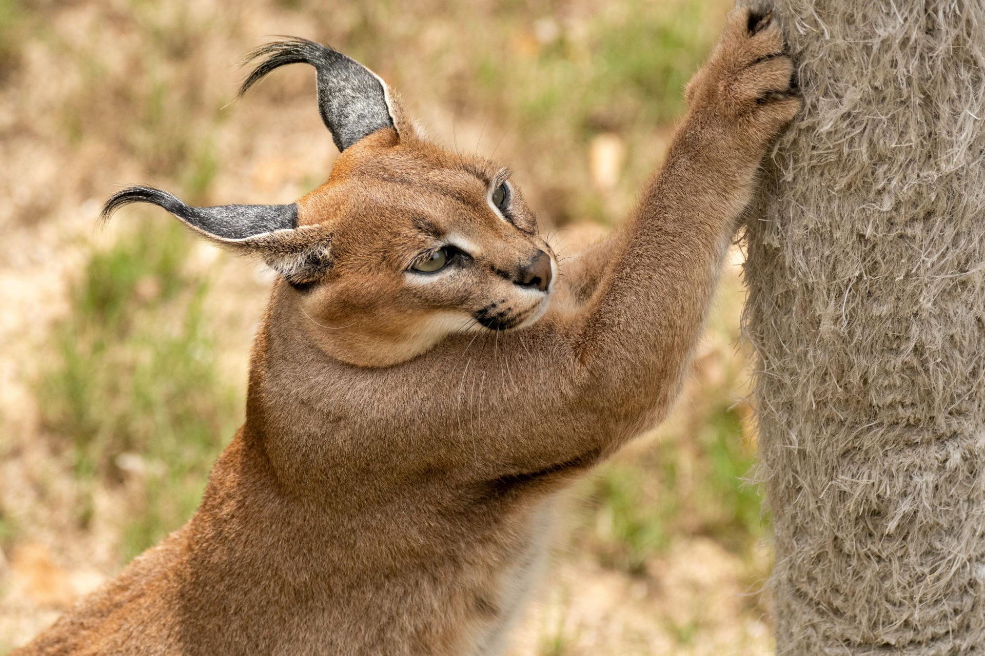 sas-hidden-wildlife-stars-discover-the-countrys-secret-gems-1.jpg