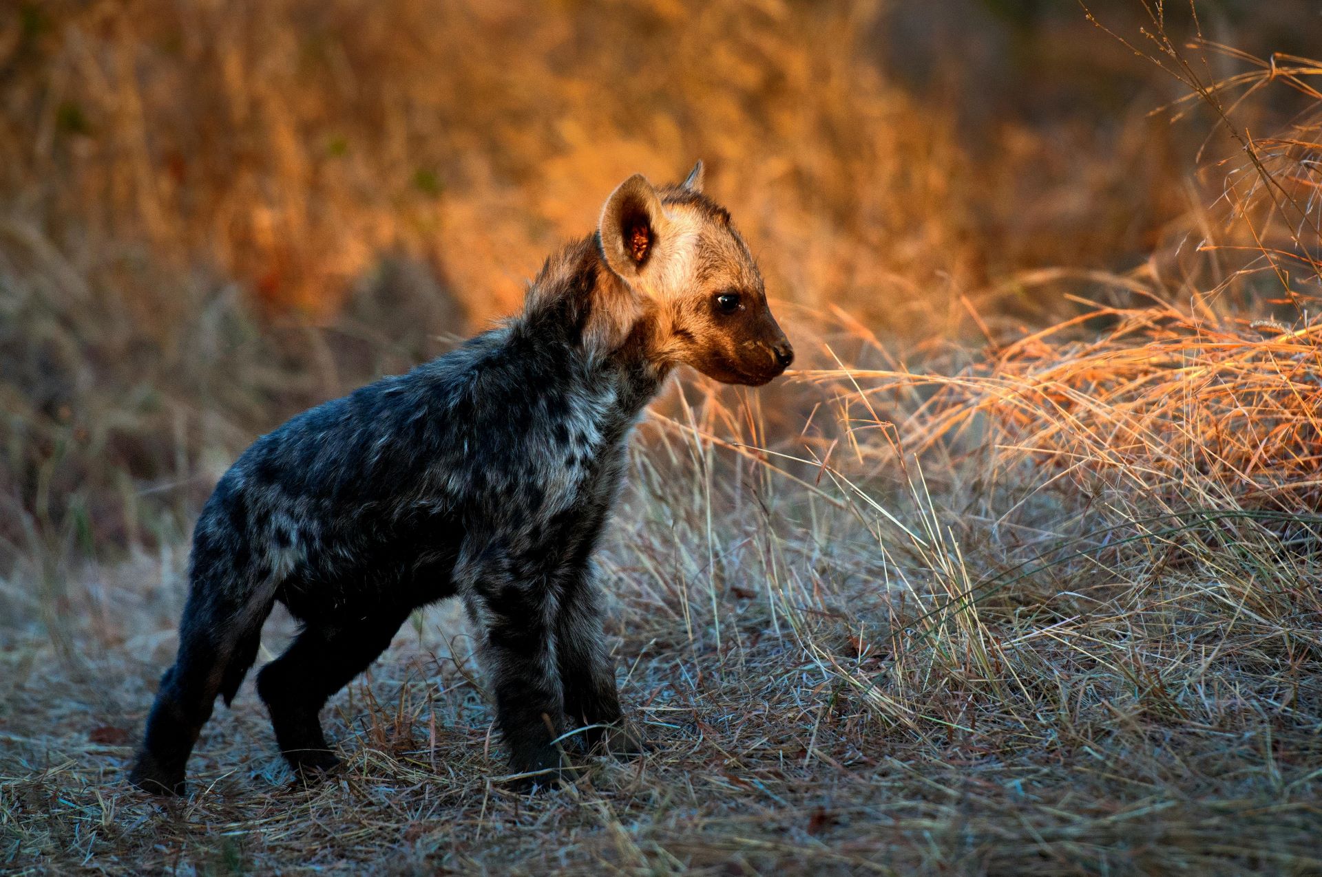 sas-hidden-wildlife-stars-discover-the-countrys-secret-gems.jpg
