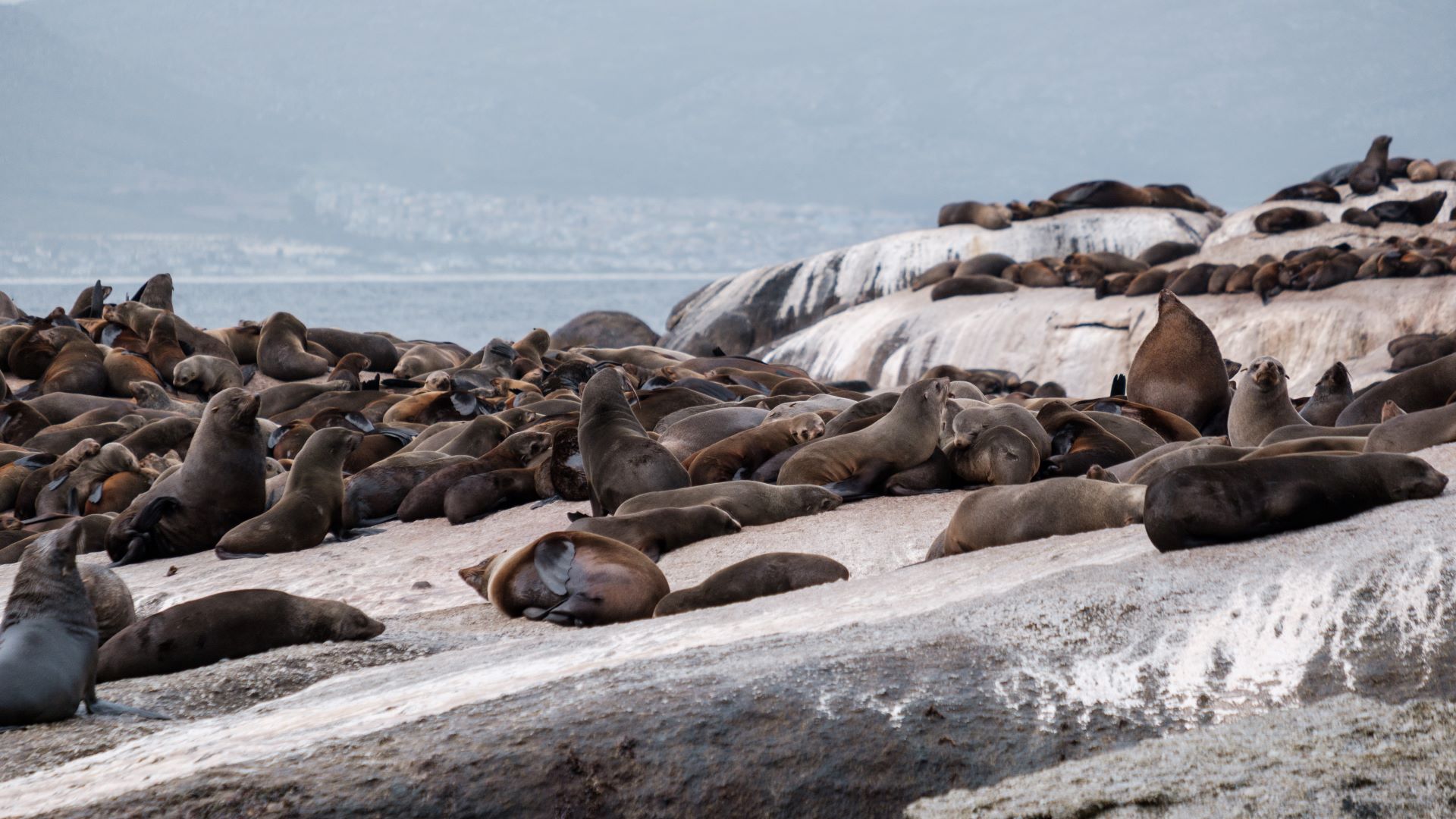 seal-island-cruises-at-mossel-bay-1.jpg