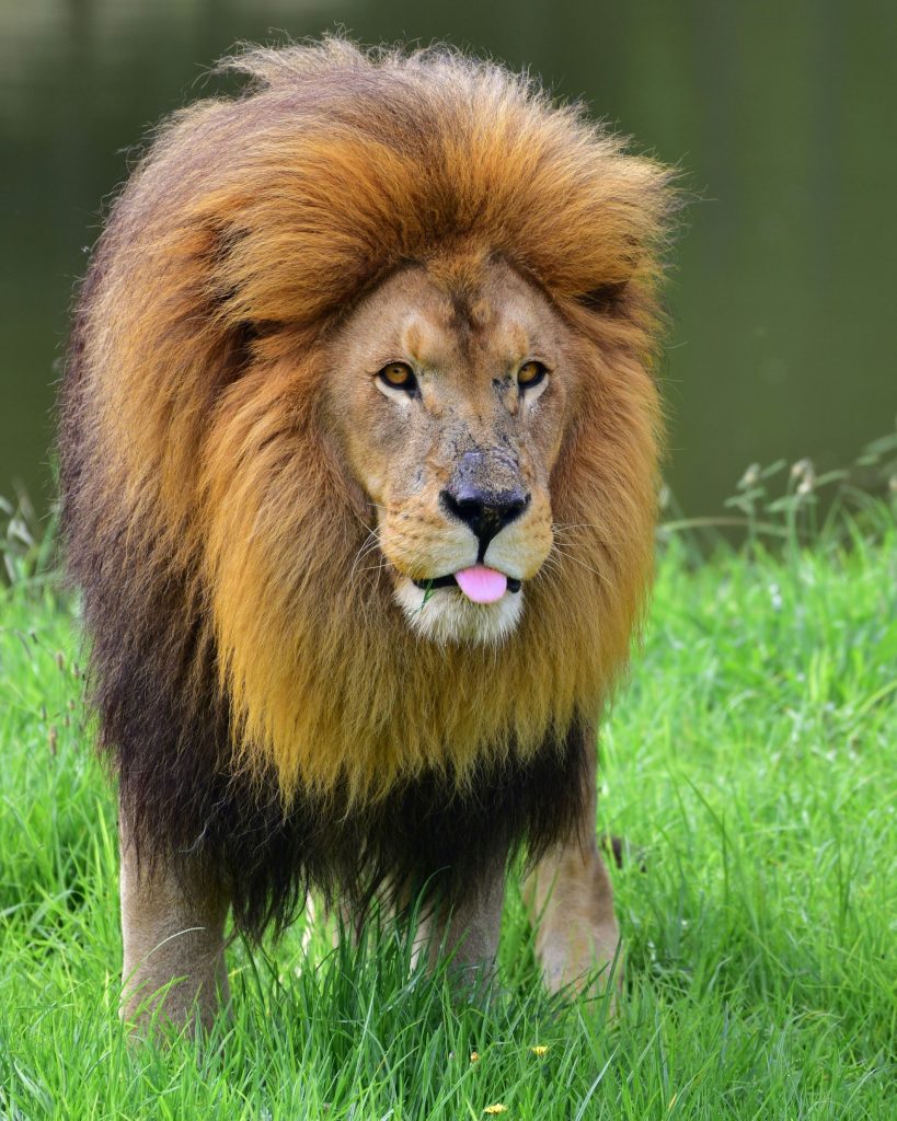 seaview-predator-park-819x1024.jpg