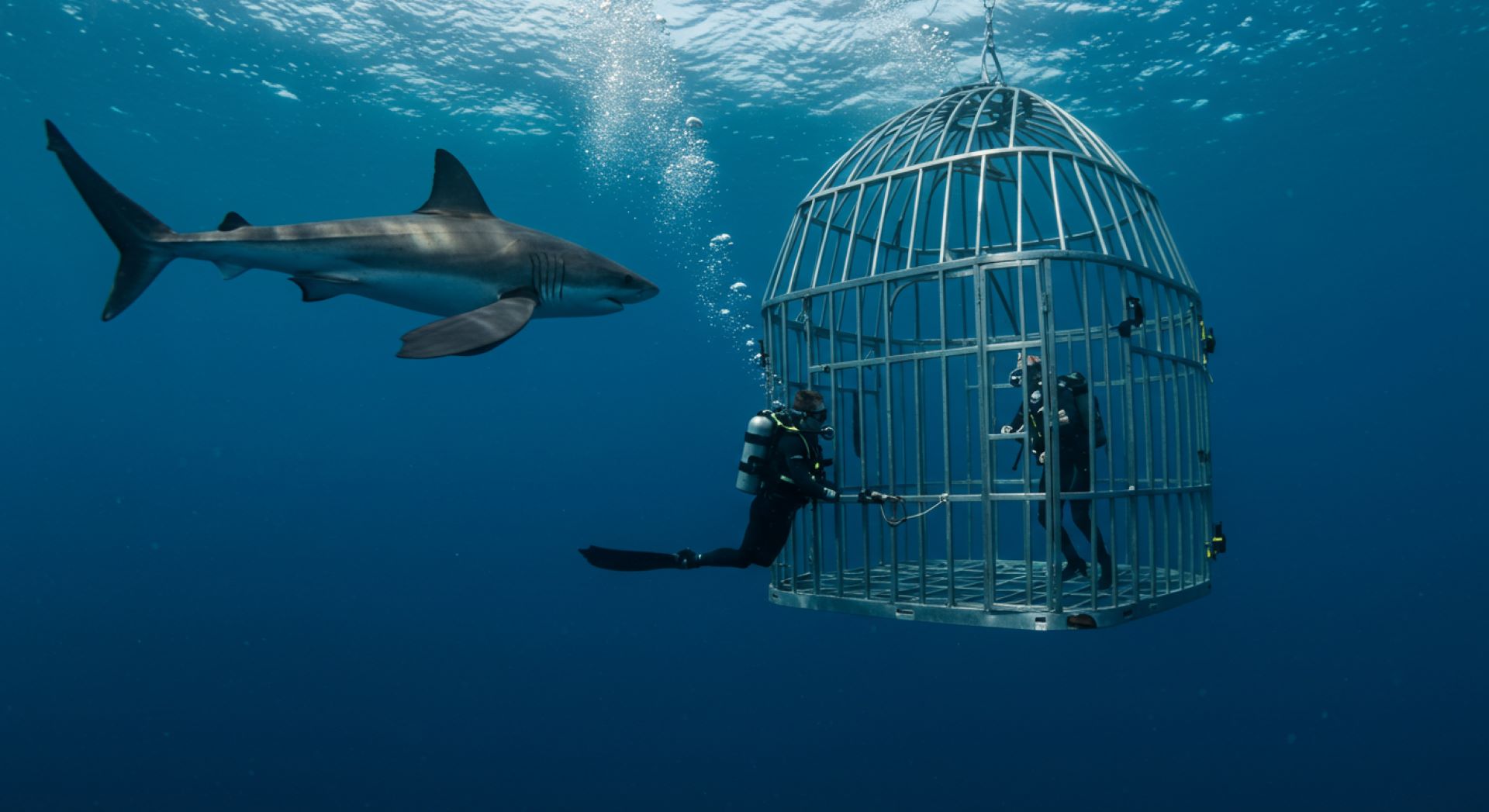 shark-cage-diving-in-gansbaai-the-ultimate-thrill-seekers-experience-2.jpg