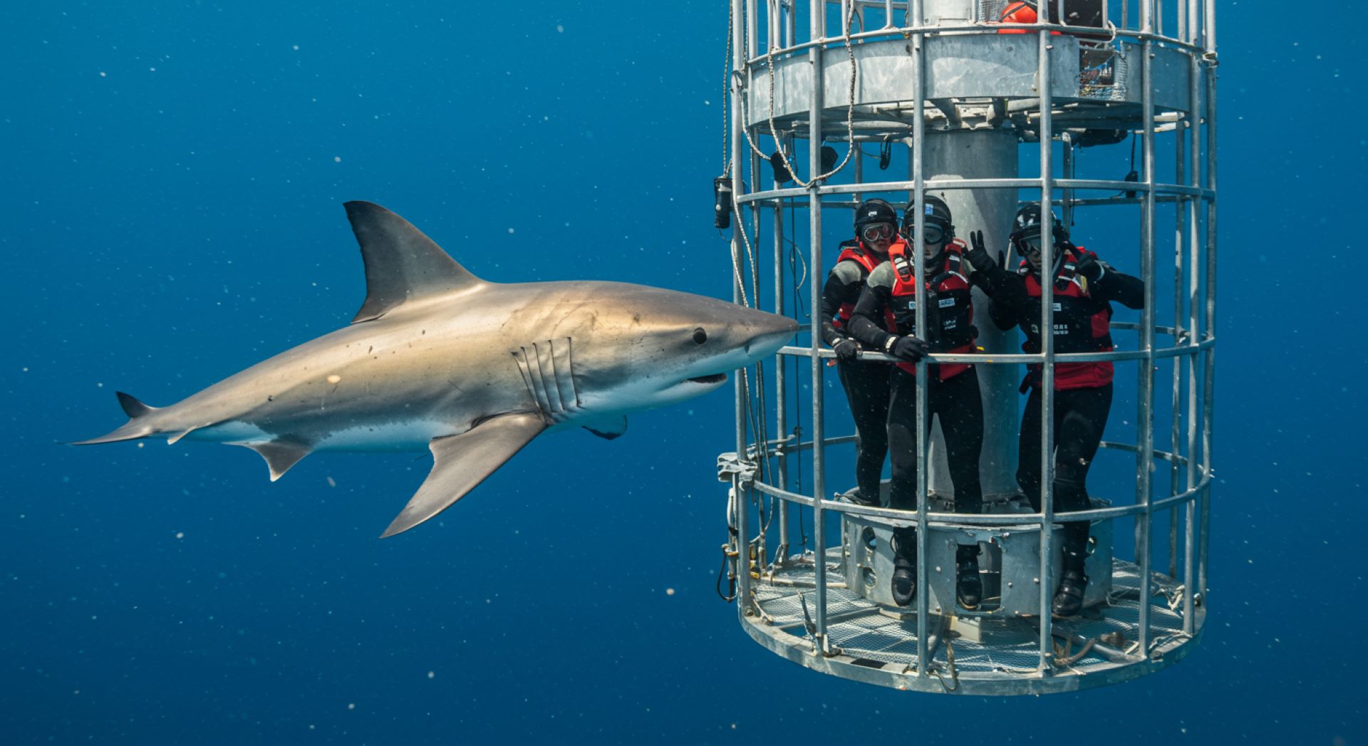 shark-cage-diving-in-gansbaai-the-ultimate-thrill-seekers-experience.jpg
