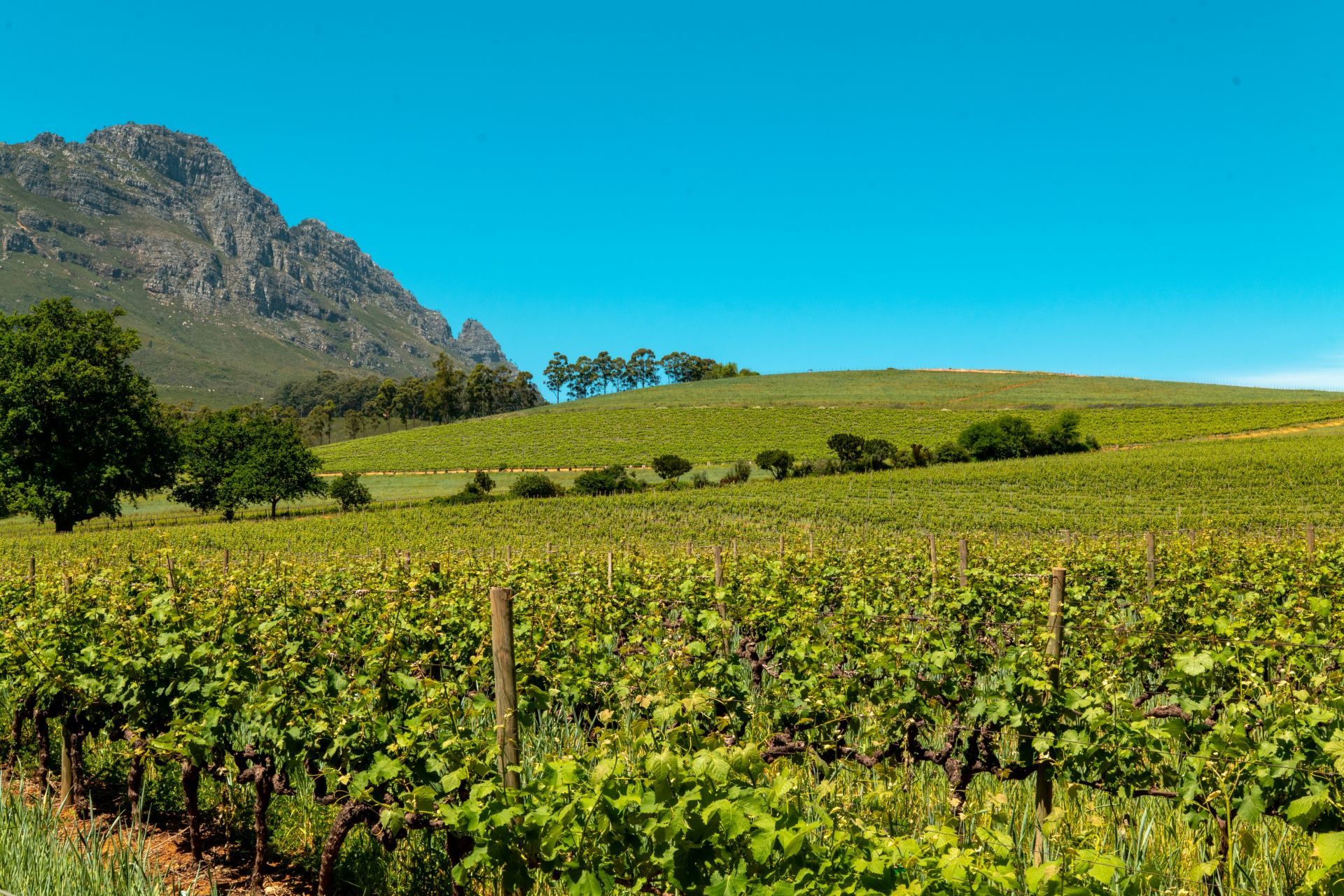 sip-savour-exploring-south-africas-hidden-wine-paradises.jpg