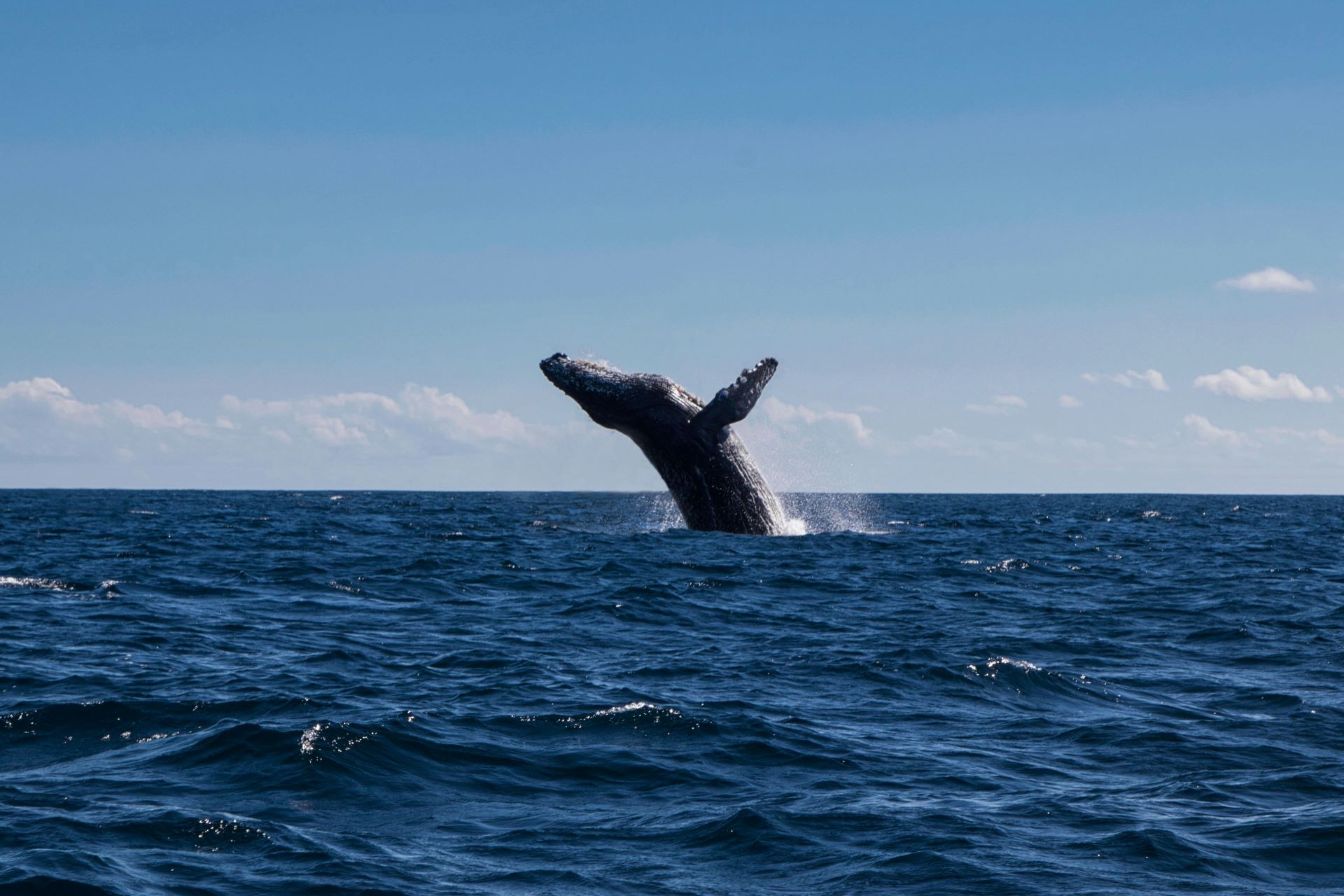 south africas top coastal destinations for whale watching-1