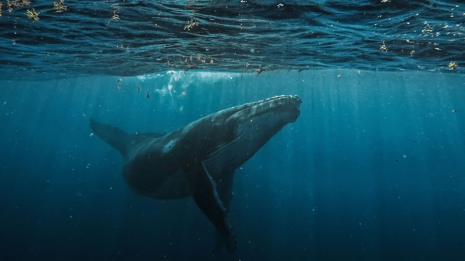 south africas top coastal destinations for whale watching