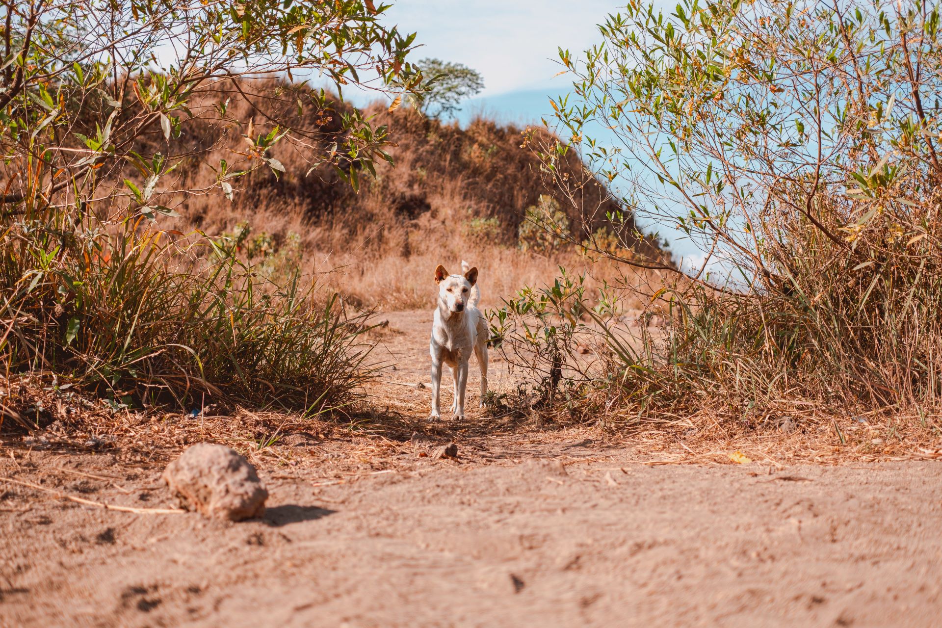 south-africa-uncovered-a-slow-travel-journey-into-culture--nature