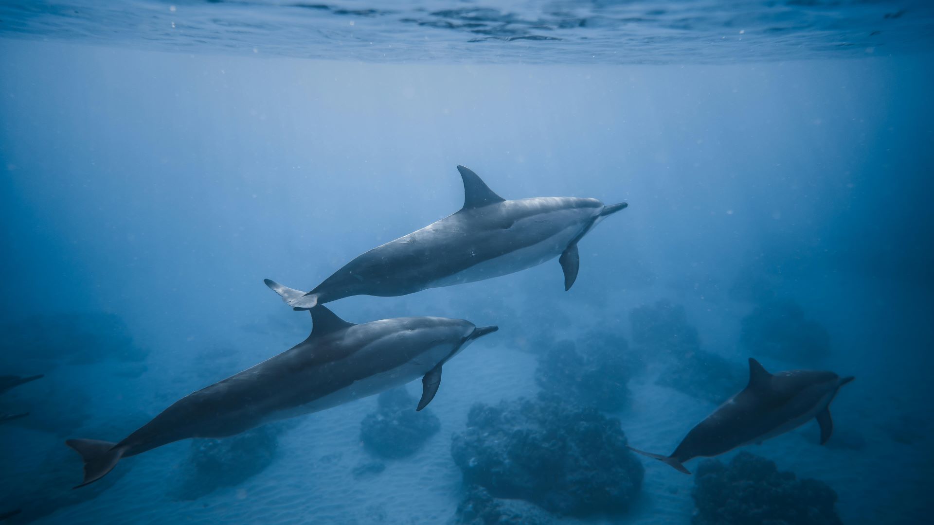 south-african-coastal-marine-life-whale-watching-dolphins-and-more-1.jpg