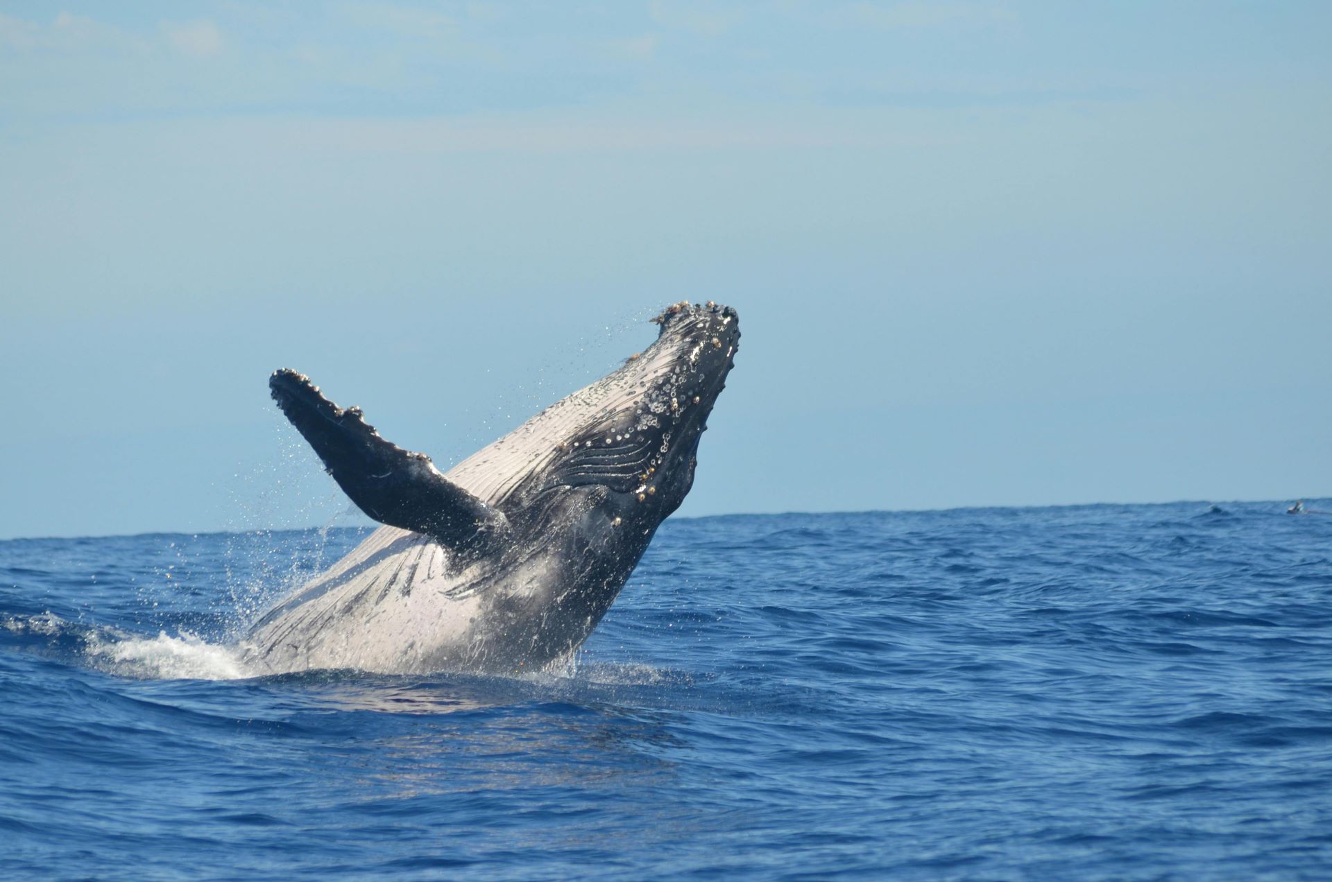 south-african-coastal-marine-life-whale-watching-dolphins-and-more.jpg