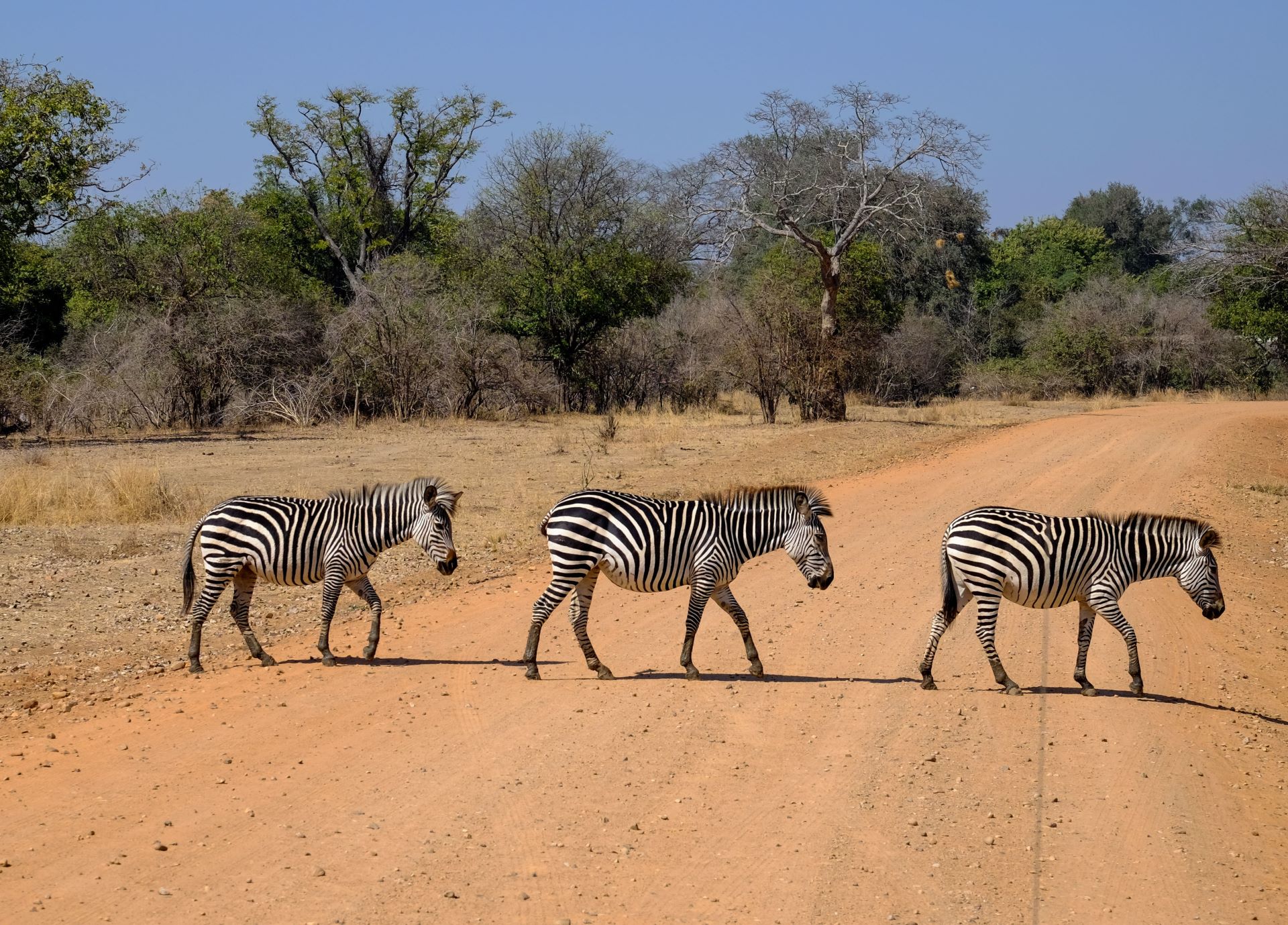 south-africas-desert-adventures-karoo-kalahari-wonders-2