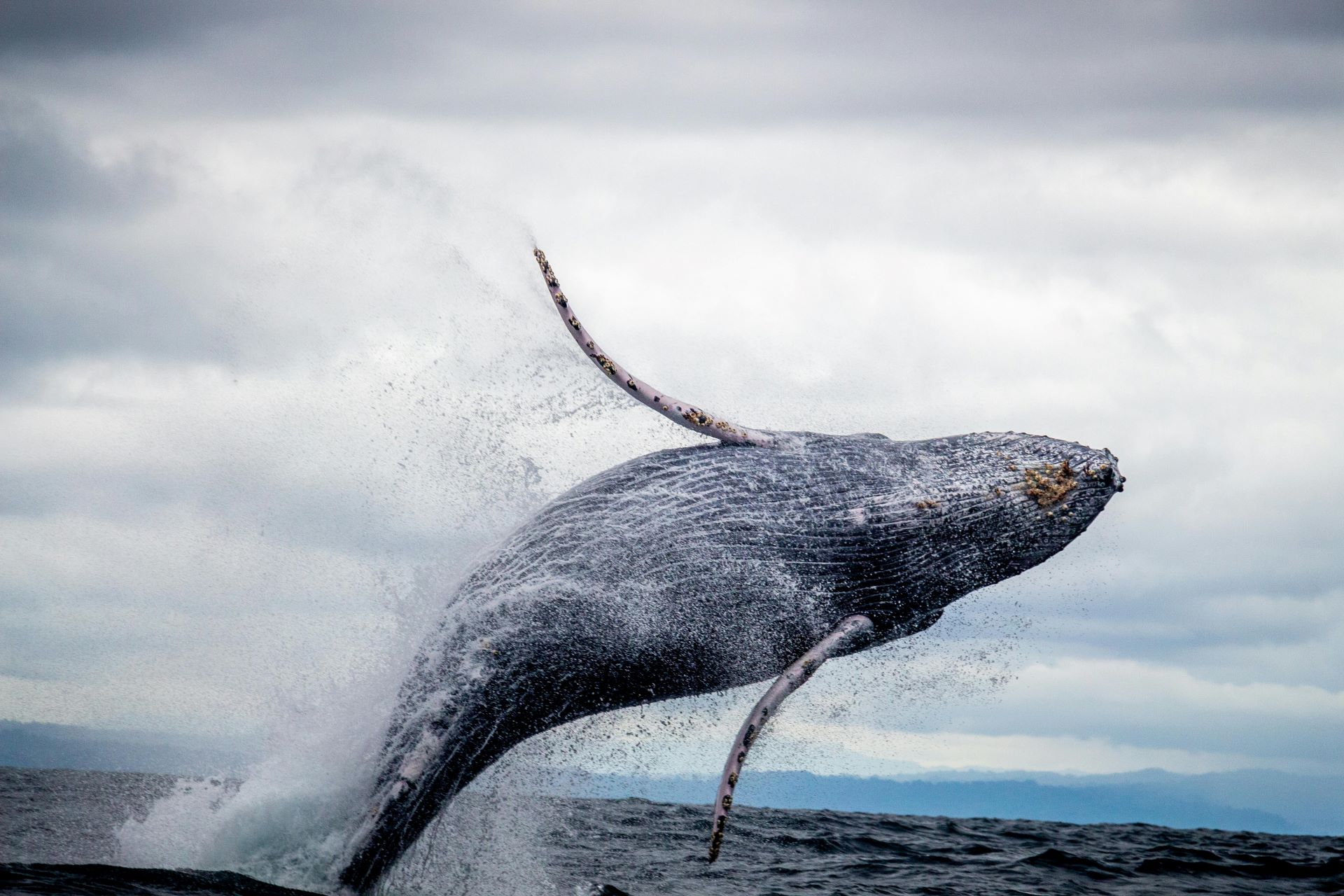 south-africas-whale-watchers-almanac-a-seasonal-guide-1