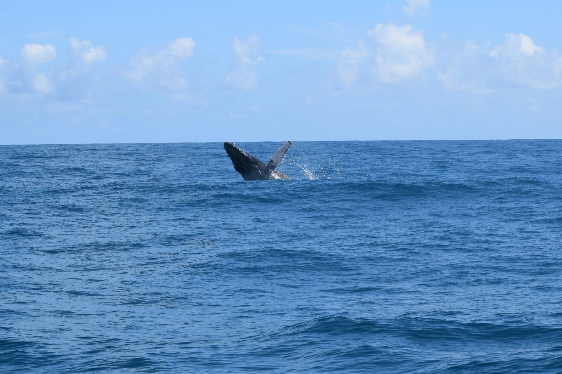 south-africas-whale-watchers-almanac-a-seasonal-guide-2